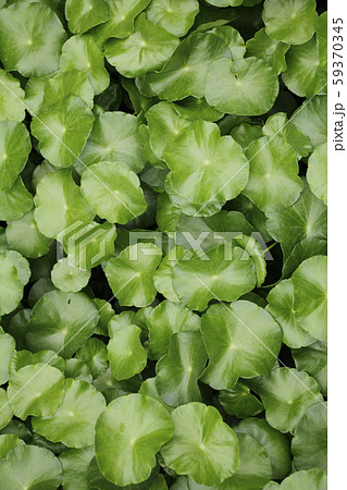 Centella asiatica 59370345