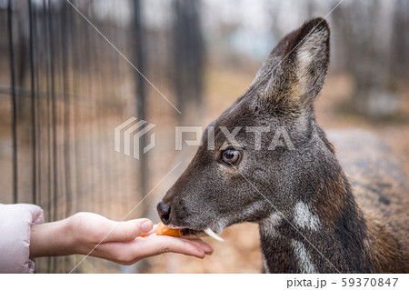 Siberian musk deer, a rare pair hoofed animal with fangs Siberian musk deer, a rare pair hoofed animal with fangs 59370847