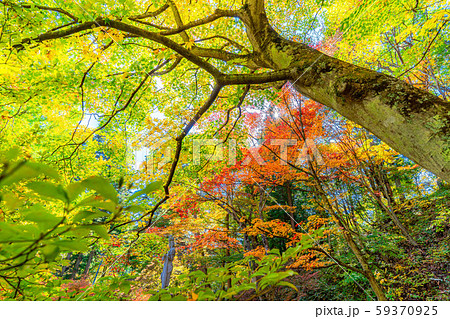 霊松寺の紅葉　もみじ　【長野県】 59370925