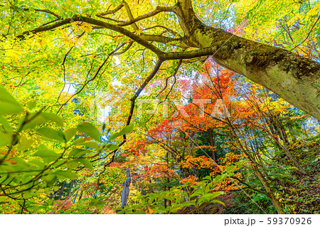 霊松寺の紅葉　もみじ　【長野県】 59370926