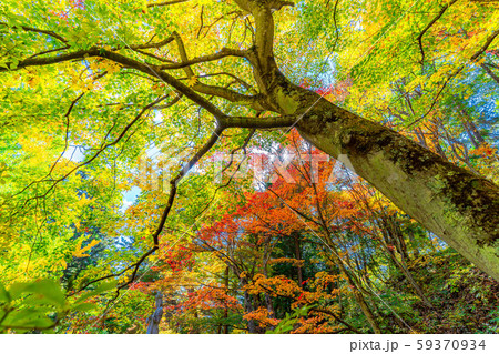 霊松寺の紅葉 もみじ 【長野県】 霊松寺の紅葉 もみじ 【長野県】 59370934