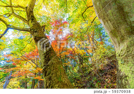 霊松寺の紅葉　もみじ　【長野県】 59370938