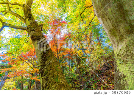 霊松寺の紅葉　もみじ　【長野県】 59370939