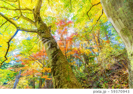 霊松寺の紅葉　もみじ　【長野県】 59370943