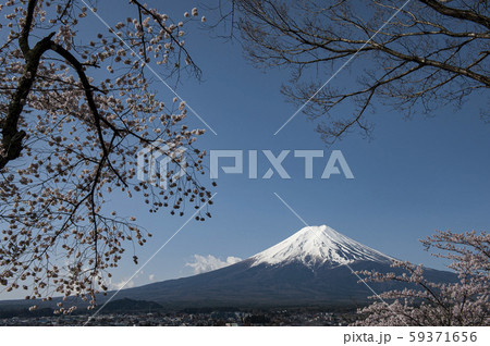 桜に囲まれた白く冠雪した富士山 桜に囲まれた白く冠雪した富士山 59371656