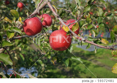 リンゴの王様ふじ 59372481