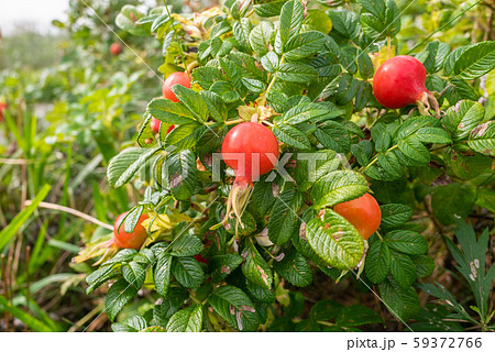 北海道 石狩市 はまなすの丘公園 はまなすの実 北海道 石狩市 はまなすの丘公園 はまなすの実 59372766