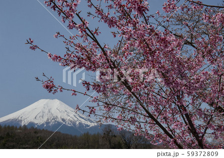 桜と湖と富士山 桜と湖と富士山 59372809