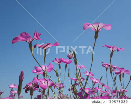 麦撫子 麦撫子 59373086