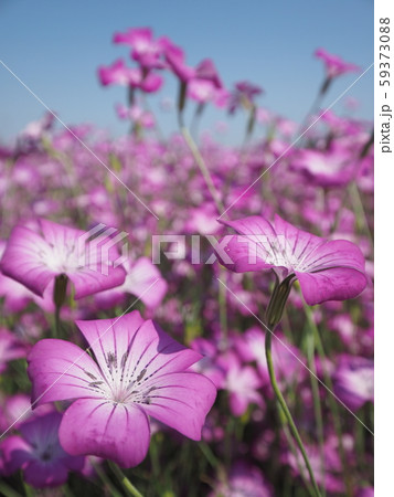 麦撫子 麦撫子 59373088