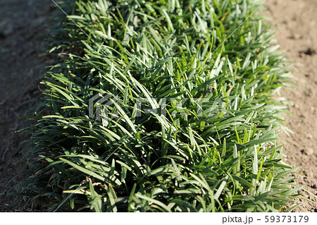 リュウノヒゲ リュウノヒゲ 59373179