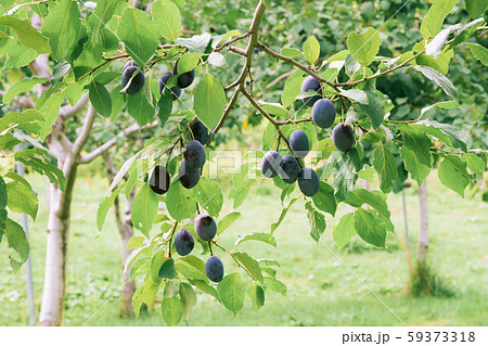 完熟プルーン / 北海道の果樹園 59373318