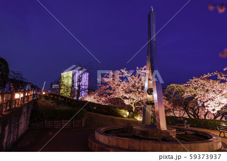 神奈川県 西平畑公園 松田山ハーブガーデン の河津桜祭り ライトアップの写真素材