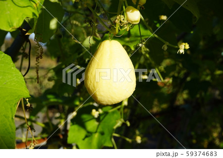 ハヤトウリ 59374683