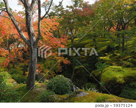 箱根美術館の紅葉 59375124