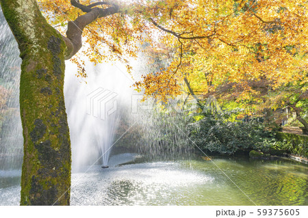加茂山公園の紅葉 加茂山公園の紅葉 59375605