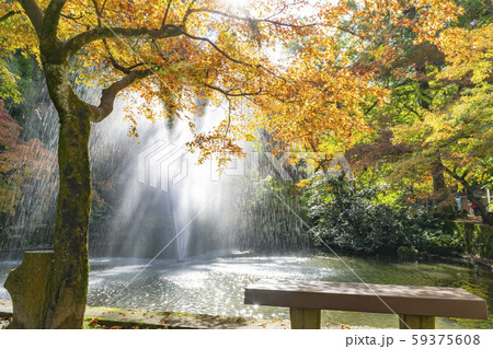 加茂山公園の紅葉 加茂山公園の紅葉 59375608