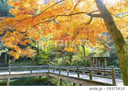 加茂山公園の紅葉 加茂山公園の紅葉 59375610