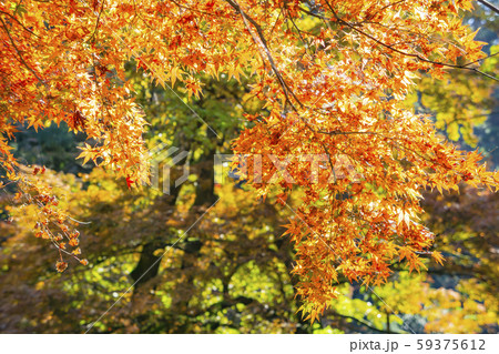 加茂山公園の紅葉 加茂山公園の紅葉 59375612