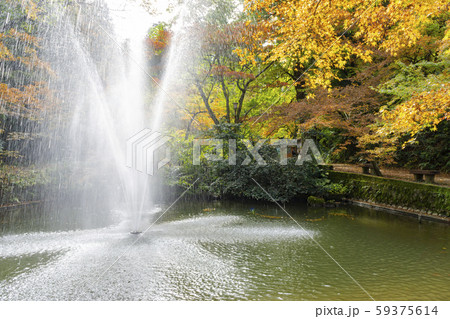 加茂山公園の紅葉 加茂山公園の紅葉 59375614