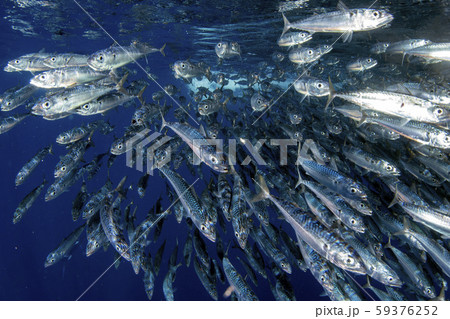 Striped marlin hunting in sardine bait ball in 59376252
