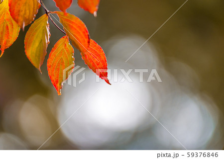 コピースペースをとったメグスリノキの紅葉 コピースペースをとったメグスリノキの紅葉 59376846