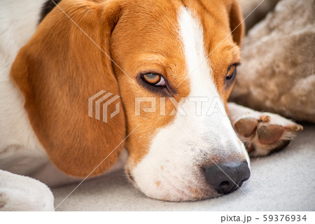 Dog tired lying on sofa in living room 59376934