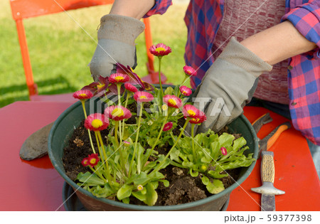 woman planting flowers in garden 59377398