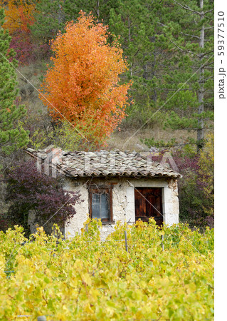 Vineyards in french countryside, Drome, Clairette Vineyards in french countryside, Drome, Clairette 59377510