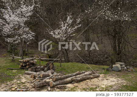 薪用の原木が積まれ、桜とコブシが咲いている山村の春・忍野村の写真素材 [59377527] - PIXTA