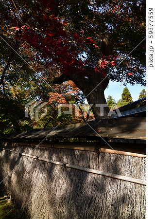 宝厳院の紅葉 59377559