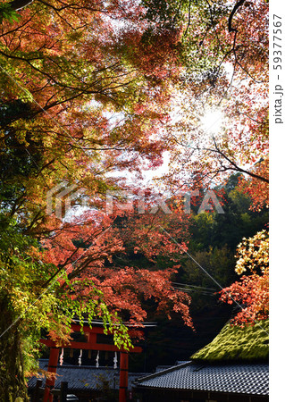 奥嵯峨の紅葉 奥嵯峨の紅葉 59377567