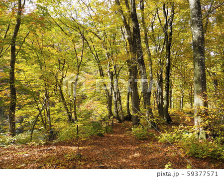 奥胎内の紅葉【新潟県胎内市】 59377571