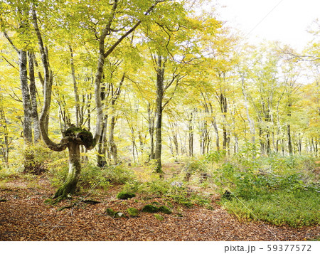奥胎内の紅葉【新潟県胎内市】 59377572