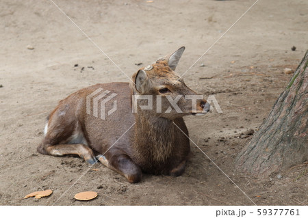 奈良公園の鹿 奈良公園の鹿 59377761