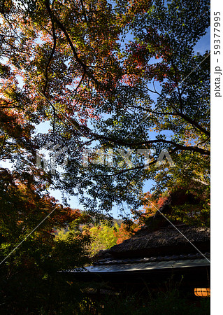 奥嵯峨の紅葉 奥嵯峨の紅葉 59377995