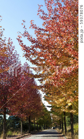 もみじばふうの並木と青空 もみじばふうの並木と青空 59378076