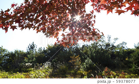 もみじばふうと太陽 59378077