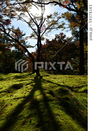 宝厳院の紅葉 59378163