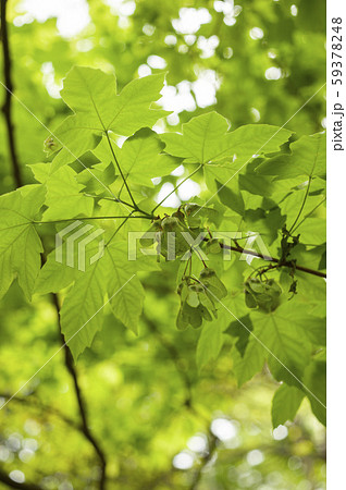 カジカカエデの若い果実 59378248