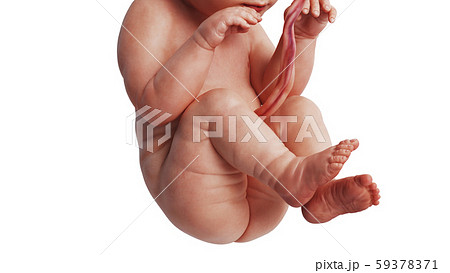 Embryo human fetus unborn, close view 59378371