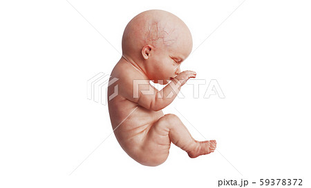 Embryo human fetus unborn, side view 59378372
