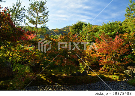 宝厳院の紅葉 59378488