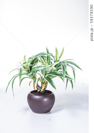 plastic plant 59378590