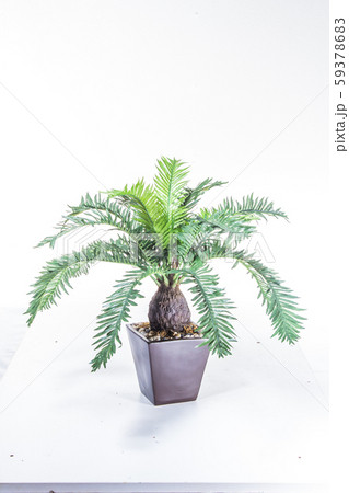 plastic plant plastic plant 59378683