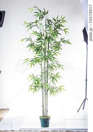 plastic plant plastic plant 59379017