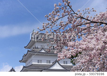 桜　小田原城 59379396