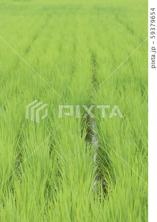 田植えが終わった水田 59379654