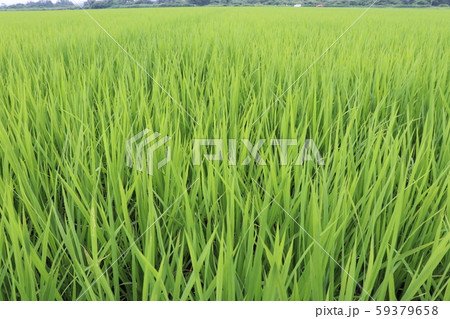 田植えが終わった水田 59379658