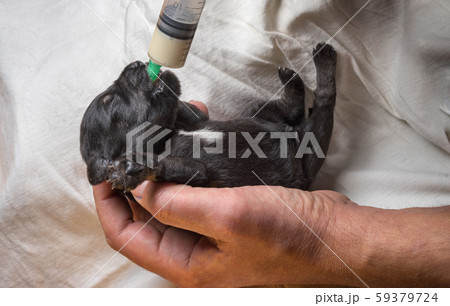Veterinarian holds a weak puppy in his arms and Veterinarian holds a weak puppy in his arms and 59379724